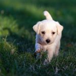 Dog Poop Pickup in Indianapolis, Indiana