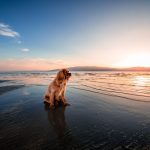 Dog Poop Pickup in Indianapolis, Indiana