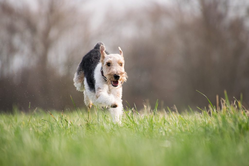 Dog Poop Pickup in Indianapolis, Indiana