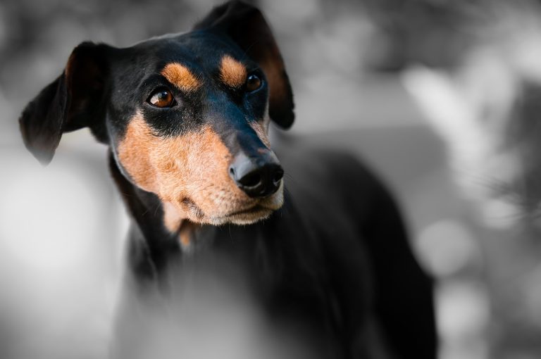 dog, pinscher, portrait-1787835.jpg