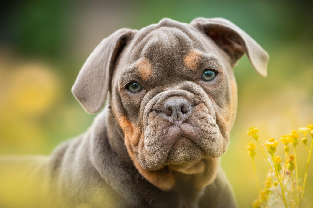 Dog Poop Pickup in Indianapolis, Indiana