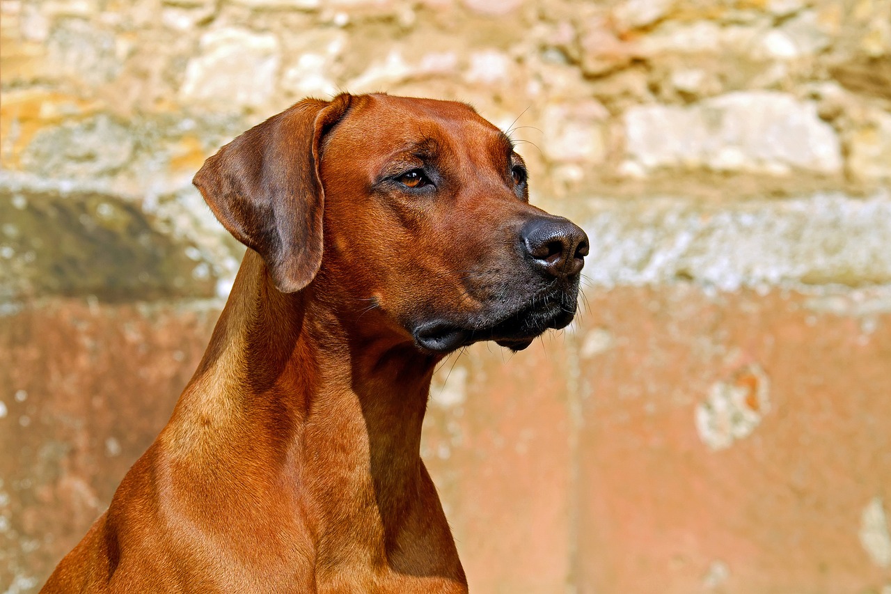 Dog Poop Pickup in Indianapolis, Indiana